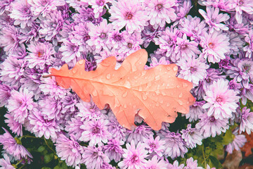 Autumn flowers, flowering bush, flowers background, nature, park, beauty, autumn, flowers, bloom,...