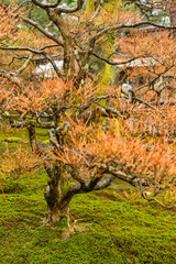 日本　石川県金沢市、兼六園の庭園