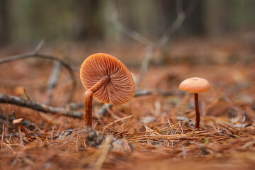 Beautiful wild mushroom. Mushroom on a thin broken stalk Small depth of field.