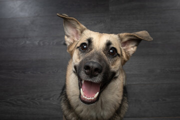 dog smiling , funny portrait. Happy pet in studio on black background. 