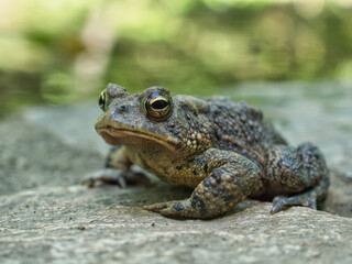 Closeup shot of Oak toad on a rock