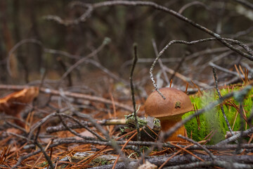 Boletus badius grows among moss. Small depth of field