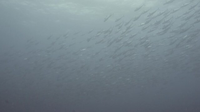 Huge school of tunas swimming in water filled with plankton in maldives