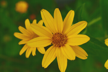Fototapeta premium yellow flower in the garden