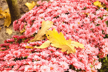 Autumn flowers, flowering bush, flowers background, nature, park, beauty, autumn, flowers, bloom,...