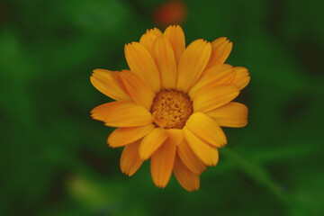 orange flower in the garden