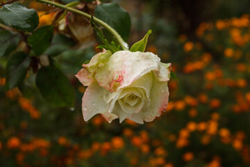White Rose with droplets of dew on petals