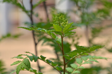樹木・アサクラザンショウ　ミカン科