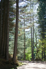 Typical landscape of forest and nature in the Sila National Park in Italy