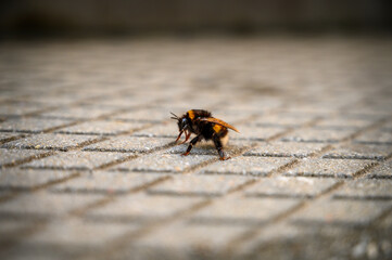 The lonely bumblebee in a city