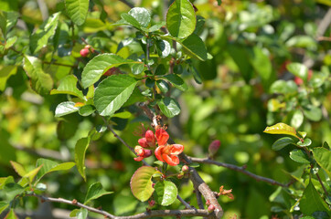 樹木・クサボケ　バラ科