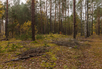 Coniferous forest on a cloudy day. Autumn forest with yellow leaves