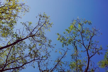 tree branches with green leaves and blue sky in autumn season