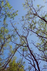 tree branches with green leaves and blue sky in autumn season