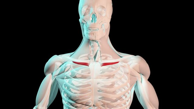 Subclavius Muscles Anatomical Position on Human Body