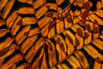 Fototapeta na wymiar Brown leaves of the Royal Fern (Osmunda regalis) in the sun, with shadows on a black background.