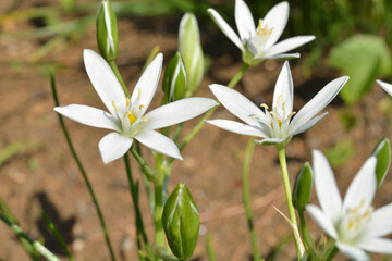 Obraz premium 植物・オーニソガラム・ウンベラタム ユリ科