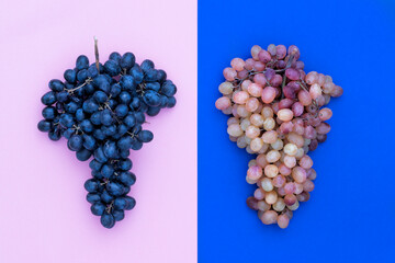Black Grape vs Pink Grape. Bunch black quiche mish on pink background versus bunch pink  quiche mish on blue background. Top view.