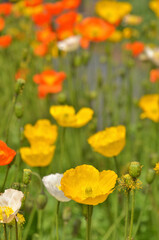 植物・アイスランドポピー　ケシ科