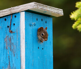 Red Squirrel in a nesting box