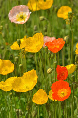 植物・アイスランドポピー　ケシ科