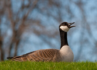 Canada Goose on the hill