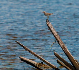 Spotted Sandpiper on a pole