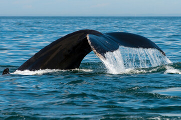 Humpback Whale fluke