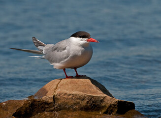 Common Tern on a rock