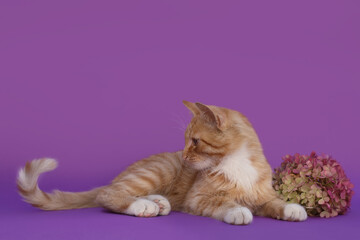 Ginger cat lies on a purple background next to a hydrangea branch
