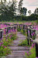 A romantic walk surrounded by pink flowers