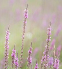 Obraz premium Purple loosestrife 