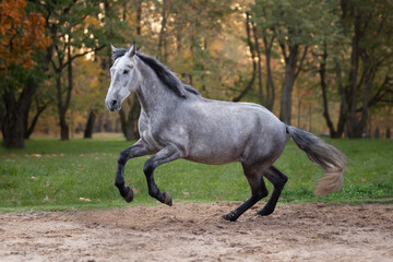 Naklejka na ściany i meble Horse breed Orlov trotter in motion.