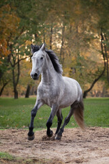 Obraz na płótnie Canvas Horse breed Orlov trotter in motion.