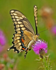 Fototapeta na wymiar Giant Swallowtail on flower