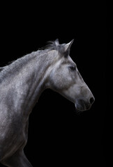 Fototapeta na wymiar Gray horse on black background