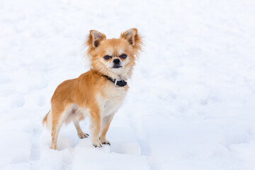 Brown chihuahua dog standing in snow