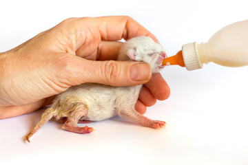 Obraz premium Newborn kitten is fed with milk bottle
