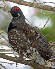 Spruce Grouse in a tree