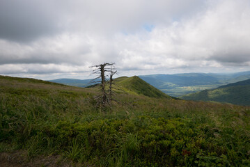 Fototapeta premium Lonely tree in mountains