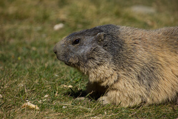 Naklejka na ściany i meble close up of the face of an alpine marmot
