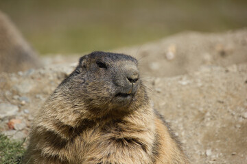 marmot ready for the winter next to the lair