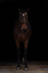 Portrait of bay  horse at black background.