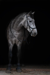 Gray horse on black background