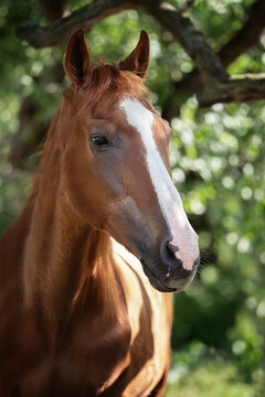 Portrait of an old ginger horse