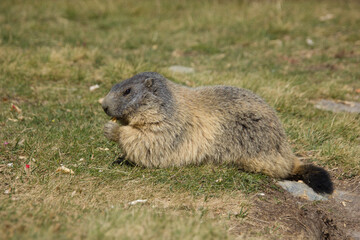 alpine marmot enjoying the sun on a beautiful day