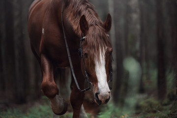 Obraz premium Horse heavy truck in the forest
