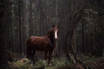 Horse heavy truck in the forest