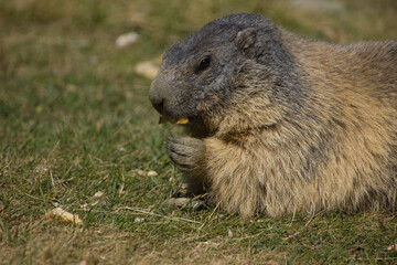 Naklejka na ściany i meble close up of an alpine marmot before hibernating