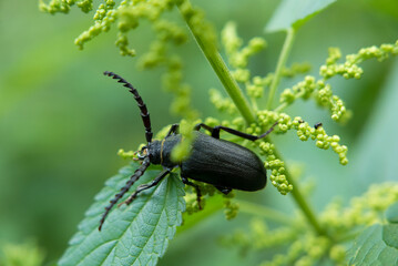 beetle on a leaf